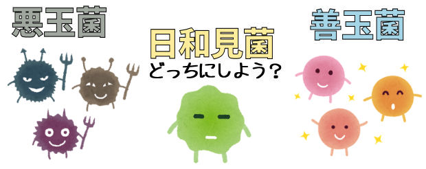 善玉菌と悪玉菌の中間に日和見菌